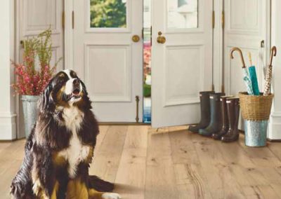wood flooring with dogs